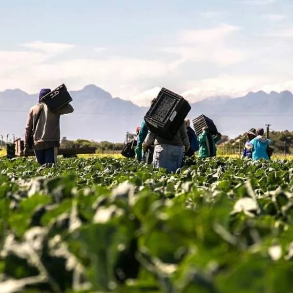 Agriculture & Agribusiness