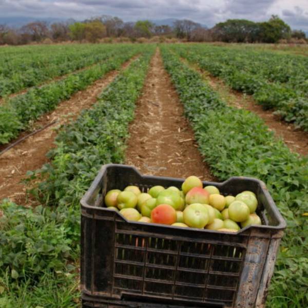 Agriculture & Agribusiness